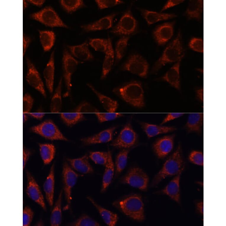 Immunofluorescence - Anti-MRPS7 Antibody (A93261) - Antibodies.com