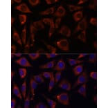Immunofluorescence - Anti-MRPS7 Antibody (A93261) - Antibodies.com