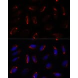Immunofluorescence - Anti-MRPS7 Antibody (A93261) - Antibodies.com