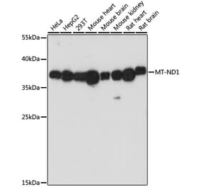 Western Blot - Anti-MT-ND1 Antibody (A93262) - Antibodies.com