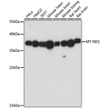 Western Blot - Anti-MT-ND1 Antibody (A93262) - Antibodies.com