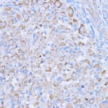 Immunohistochemistry - Anti-MT-ND1 Antibody (A93262) - Antibodies.com
