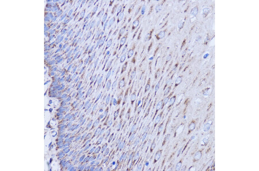 Immunohistochemistry - Anti-MT-ND1 Antibody (A93262) - Antibodies.com