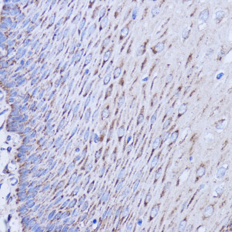 Immunohistochemistry - Anti-MT-ND1 Antibody (A93262) - Antibodies.com