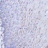 Immunohistochemistry - Anti-MT-ND1 Antibody (A93262) - Antibodies.com