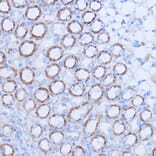 Immunohistochemistry - Anti-MT-ND1 Antibody (A93262) - Antibodies.com