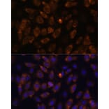 Immunofluorescence - Anti-MT-ND4L Antibody (A93264) - Antibodies.com