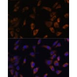 Immunofluorescence - Anti-MT-ND4L Antibody (A93264) - Antibodies.com