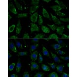 Immunofluorescence - Anti-NDUFB1 Antibody (A93267) - Antibodies.com