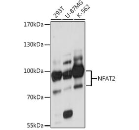 Western Blot - Anti-NFAT2 Antibody (A93268) - Antibodies.com