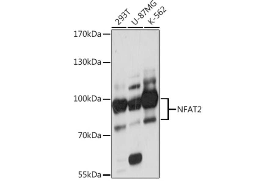 Western Blot - Anti-NFAT2 Antibody (A93268) - Antibodies.com