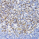 Immunohistochemistry - Anti-NFAT2 Antibody (A93268) - Antibodies.com