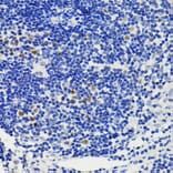 Immunohistochemistry - Anti-NFAT2 Antibody (A93268) - Antibodies.com