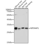 Western Blot - Anti-NIPSNAP1 Antibody (A93270) - Antibodies.com