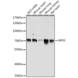 Western Blot - Anti-NPR-C Antibody (A93275) - Antibodies.com