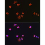 Immunofluorescence - Anti-NPR-C Antibody (A93275) - Antibodies.com
