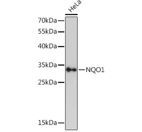 Western Blot - Anti-NQO1 Antibody (A93277) - Antibodies.com