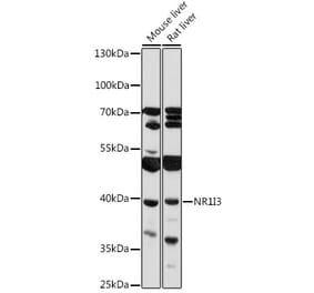 Western Blot - Anti-Constitutive androstane receptor Antibody (A93279) - Antibodies.com