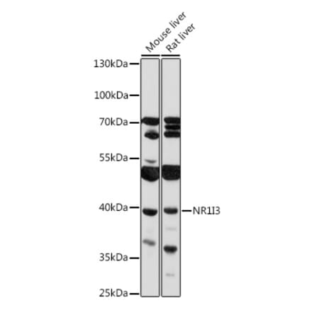 Western Blot - Anti-Constitutive androstane receptor Antibody (A93279) - Antibodies.com