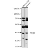 Western Blot - Anti-Constitutive androstane receptor Antibody (A93279) - Antibodies.com