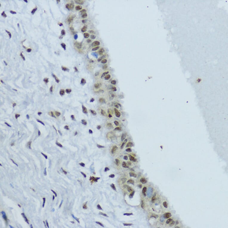 Immunohistochemistry - Anti-Constitutive androstane receptor Antibody (A93279) - Antibodies.com