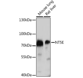 Western Blot - Anti-CD73 Antibody (A93280) - Antibodies.com