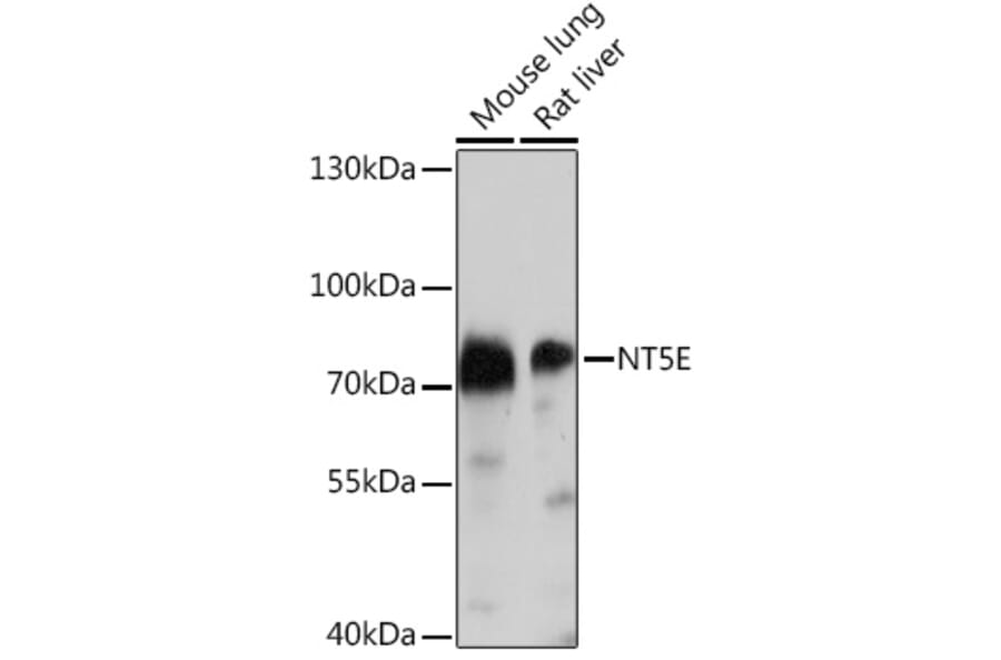 Western Blot - Anti-CD73 Antibody (A93280) - Antibodies.com