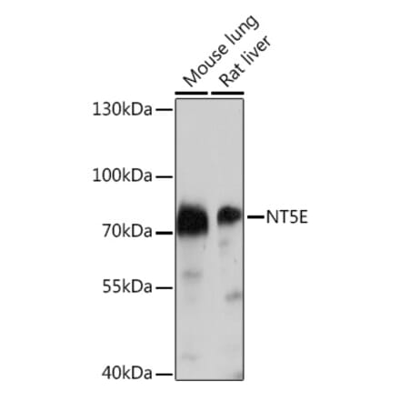 Western Blot - Anti-CD73 Antibody (A93280) - Antibodies.com