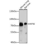 Western Blot - Anti-CD73 Antibody (A93280) - Antibodies.com