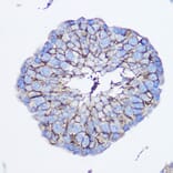 Immunohistochemistry - Anti-CD73 Antibody (A93280) - Antibodies.com