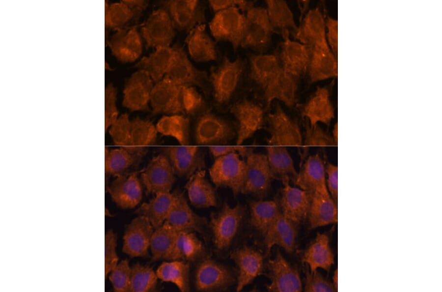 Immunofluorescence - Anti-NXN/NRX Antibody (A93282) - Antibodies.com
