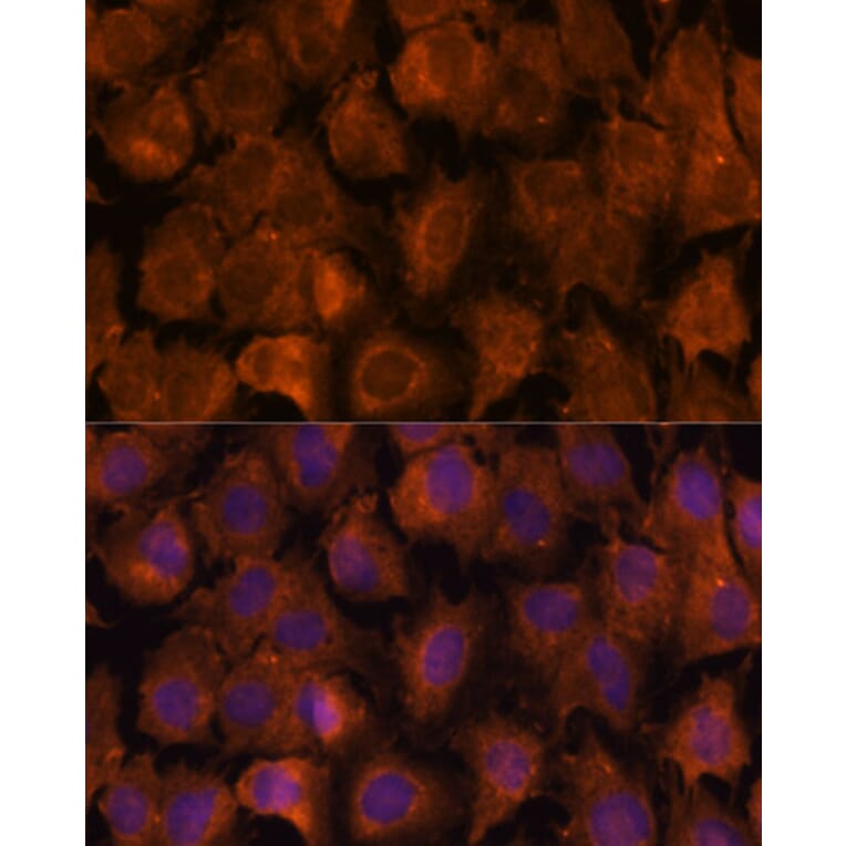 Immunofluorescence - Anti-NXN/NRX Antibody (A93282) - Antibodies.com