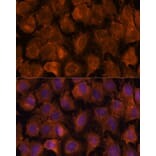 Immunofluorescence - Anti-NXN/NRX Antibody (A93282) - Antibodies.com