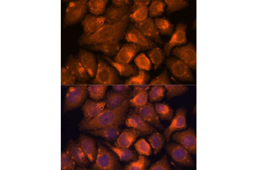 Immunofluorescence - Anti-NXN/NRX Antibody (A93282) - Antibodies.com