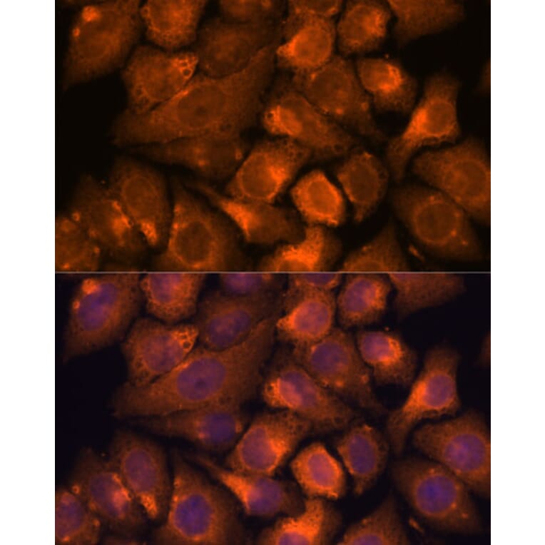 Immunofluorescence - Anti-NXN/NRX Antibody (A93282) - Antibodies.com