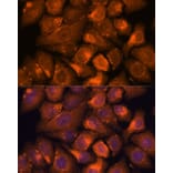 Immunofluorescence - Anti-NXN/NRX Antibody (A93282) - Antibodies.com