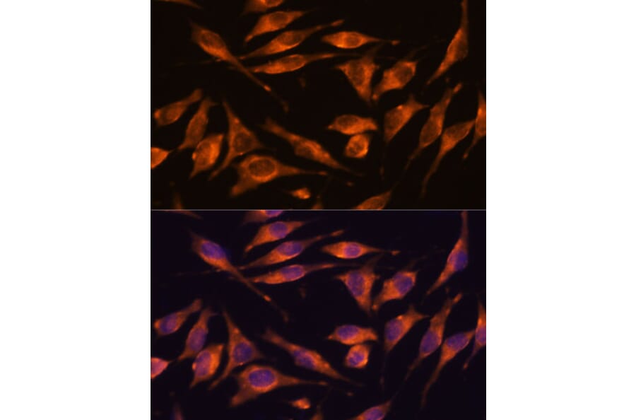 Immunofluorescence - Anti-NXN/NRX Antibody (A93282) - Antibodies.com