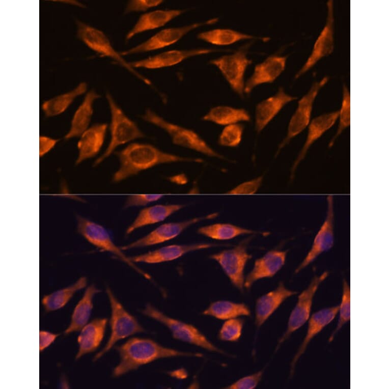 Immunofluorescence - Anti-NXN/NRX Antibody (A93282) - Antibodies.com
