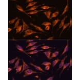 Immunofluorescence - Anti-NXN/NRX Antibody (A93282) - Antibodies.com