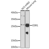 Western Blot - Anti-OSR1 Antibody (A93285) - Antibodies.com