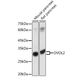Western Blot - Anti-OVOL2 Antibody (A93286) - Antibodies.com