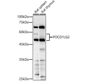 Western Blot - Anti-PD-L2 Antibody (A93287) - Antibodies.com