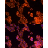 Immunofluorescence - Anti-PD-L2 Antibody (A93287) - Antibodies.com