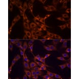 Immunofluorescence - Anti-PD-L2 Antibody (A93287) - Antibodies.com