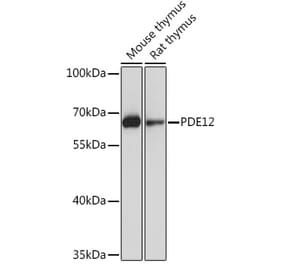 Western Blot - Anti-PDE12 Antibody (A93288) - Antibodies.com