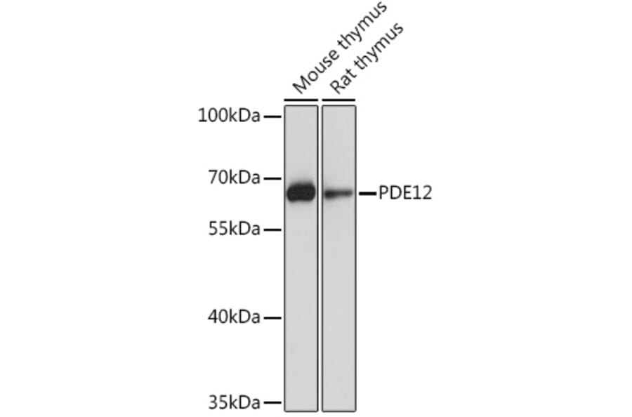 Western Blot - Anti-PDE12 Antibody (A93288) - Antibodies.com