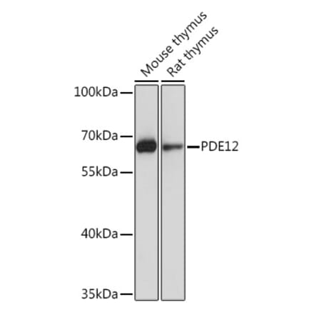 Western Blot - Anti-PDE12 Antibody (A93288) - Antibodies.com