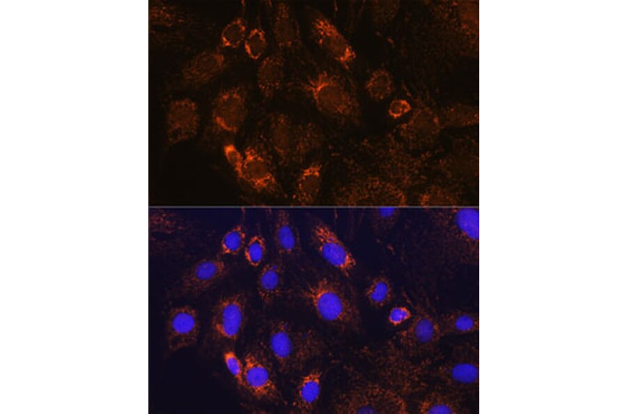 Immunofluorescence - Anti-PDE12 Antibody (A93288) - Antibodies.com