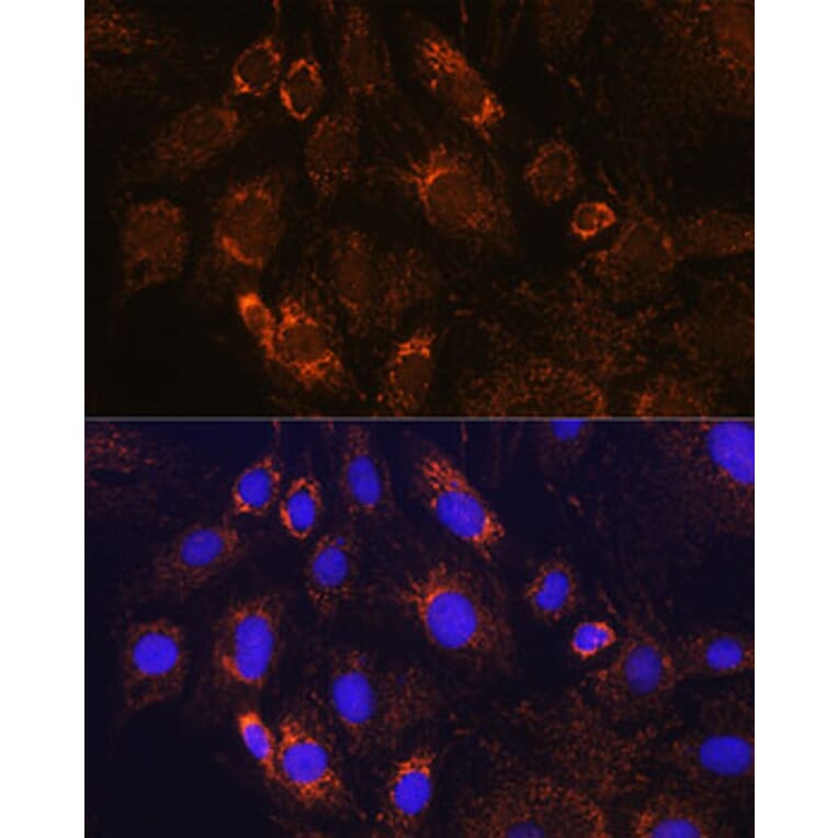 Immunofluorescence - Anti-PDE12 Antibody (A93288) - Antibodies.com