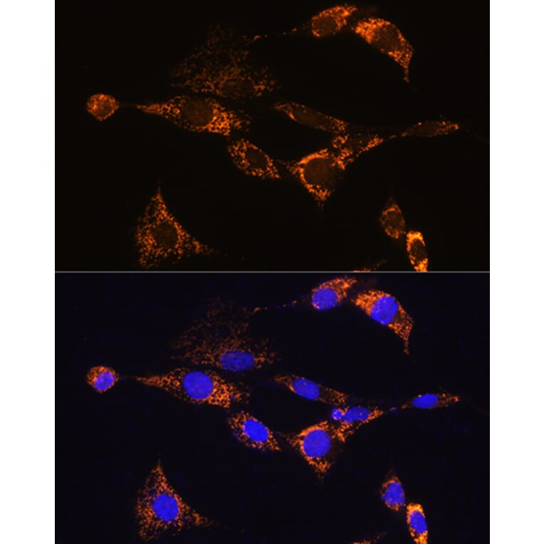 Immunofluorescence - Anti-PDE12 Antibody (A93288) - Antibodies.com